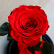 Вечно цвете  Розата "Красавицата и Звяра"  Every love YSH I 5