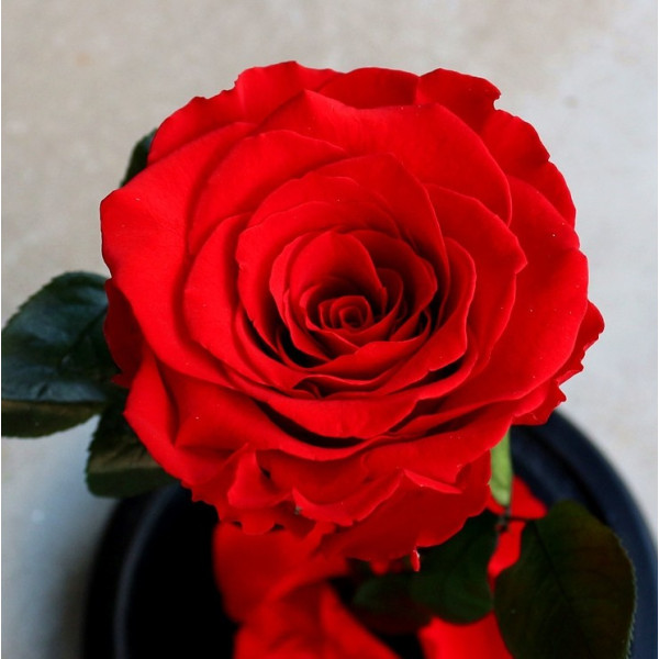 Вечно цвете  Розата "Красавицата и Звяра"  Every love YSH I