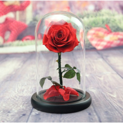 Вечно цвете  Розата "Красавицата и Звяра"  Every love YSH I