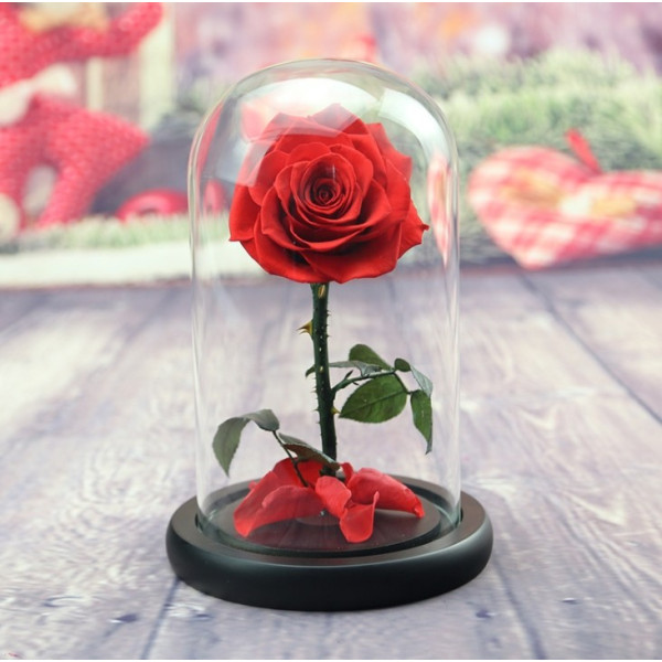 Вечно цвете  Розата "Красавицата и Звяра"  Every love YSH I 7