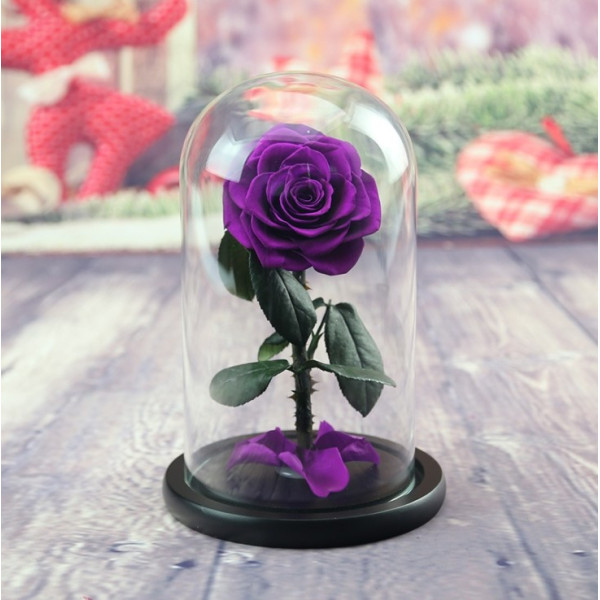 Вечно цвете  Розата "Красавицата и Звяра"  Every love YSH I 12