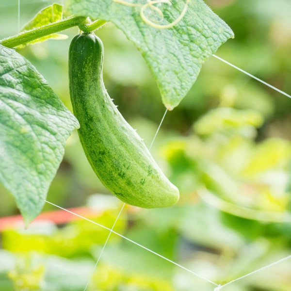 Мрежа за увивни растения и зеленчуци 1.2х20 м, Око 15х17 см – Идеална за краставици, боб, домати и цветя 3