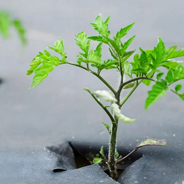 Черен агротекстил против плевели, 90г/м², UV защита, 1.1м х 50м