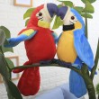 Реджи говорещия папагал с махащи крила - WJ36 9