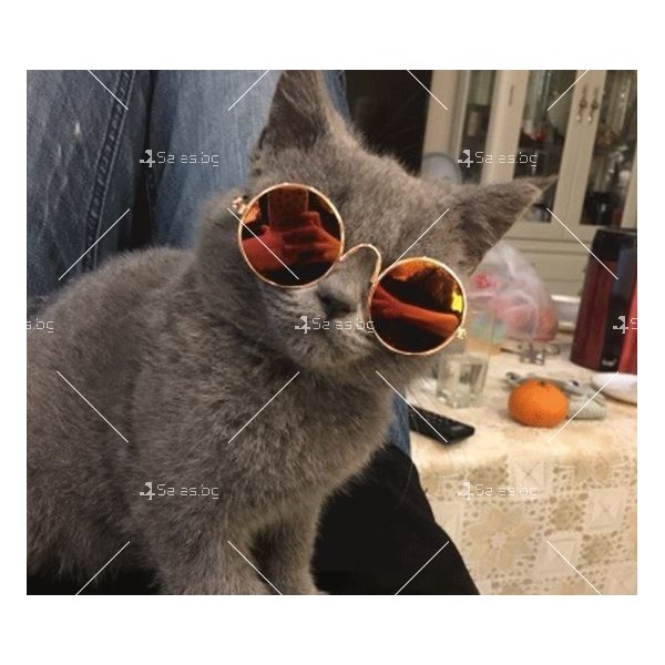 Слънчеви очила за домашни любимци 11
