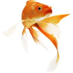 Риболовни принадлежности