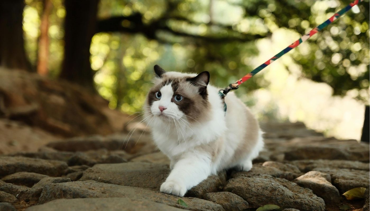 каишка за котка