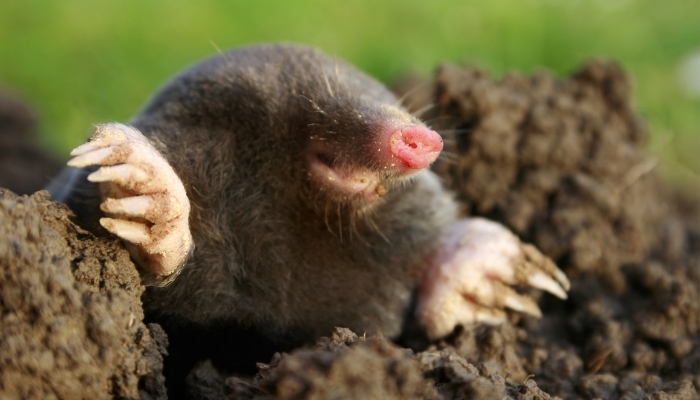 Как да изгоним къртица от градината